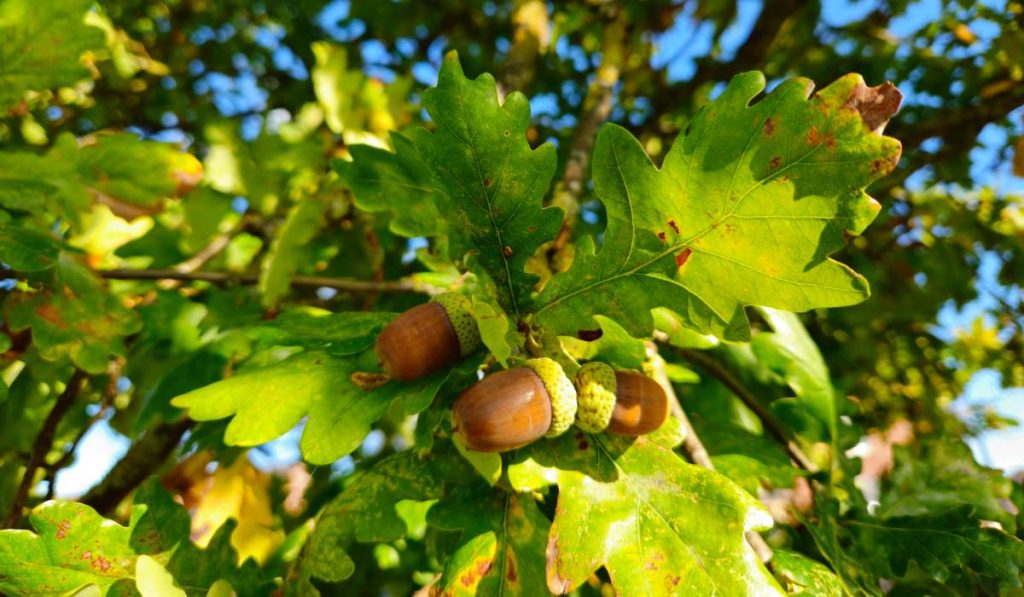 Acorn (Oak): Foraging for culinary and medicinal use – Flatcap Forager
