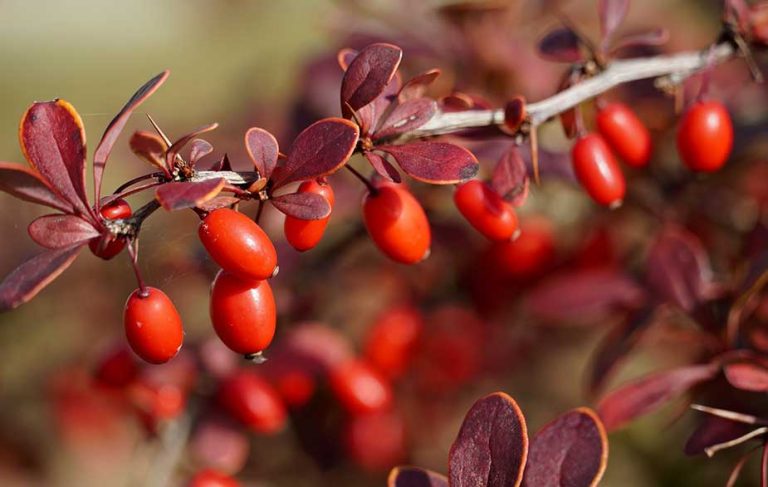 Barberries hanging from the bush (Berberis sp.)
