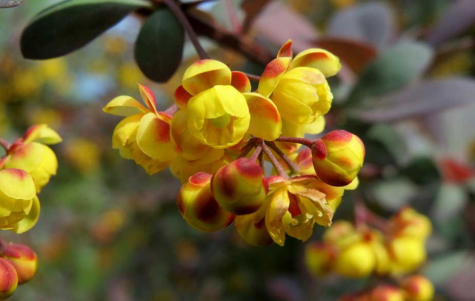 Barberry in flower (Berberis sp.)