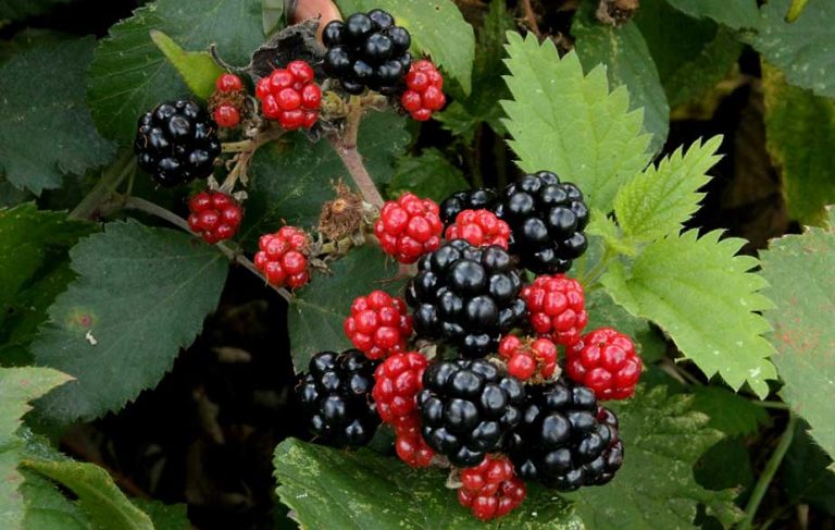 Blackberries in bramble bush (Rubus fruticosus)
