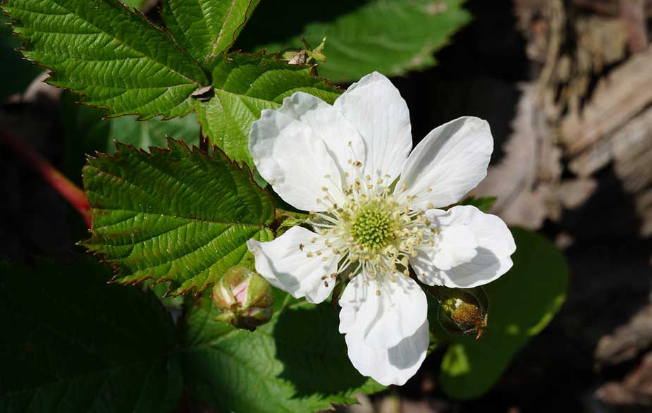 Flower in bramble bush (Rubus fruticosus)