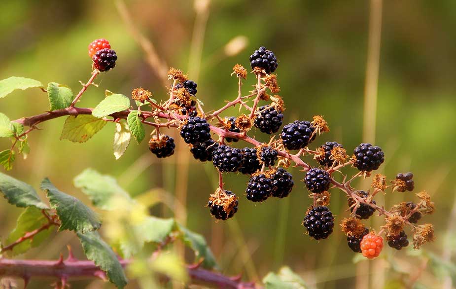 Blackberries in bramble bush (Rubus fruticosus)