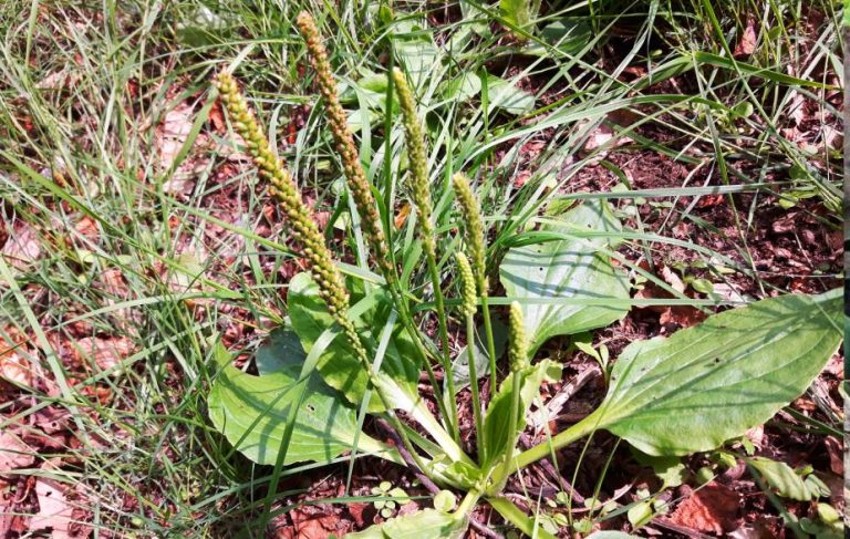 Foraging broadleaf plantain