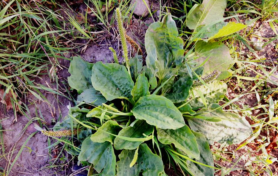 Foraging broadleaf plantain 