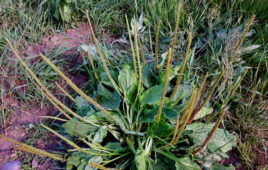 Foraging broadleaf plantain 