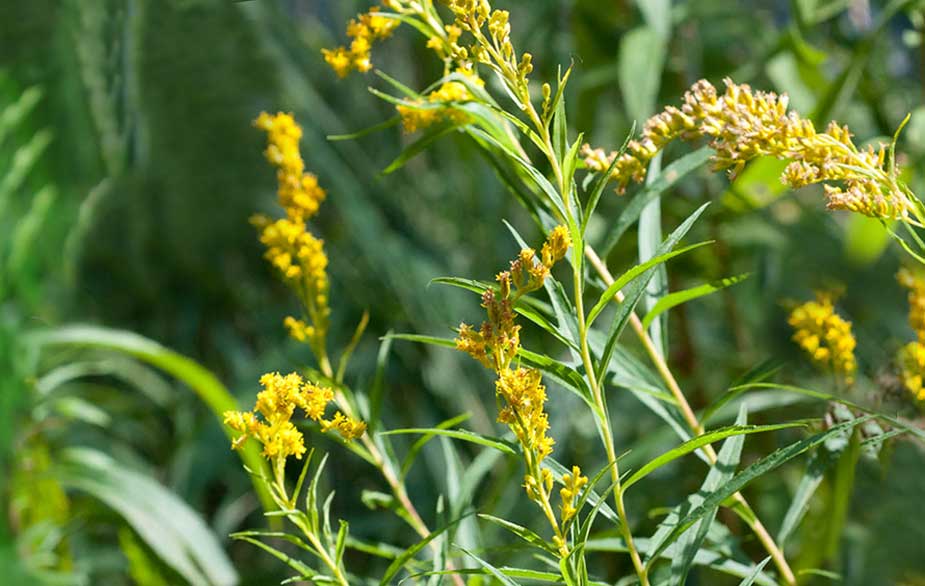 Goldenrod in flower (Solidago canadensis)
