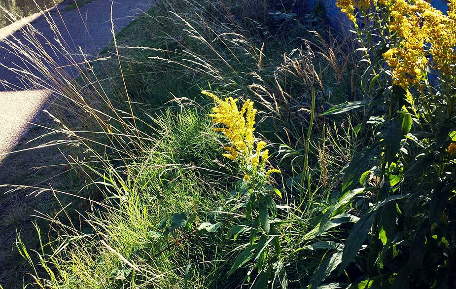 Goldenrod in urban area (Solidago canadensis)