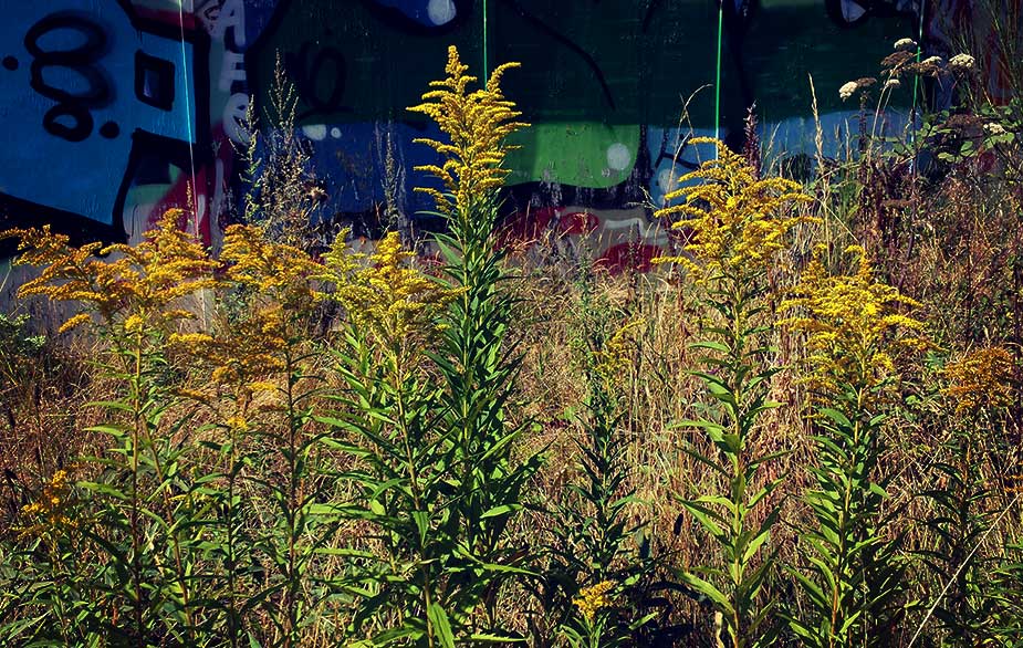 Goldenrod in urban area (Solidago canadensis)