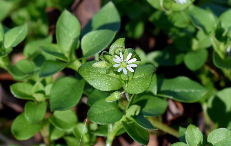 Chickweed flower (Stellaria media)