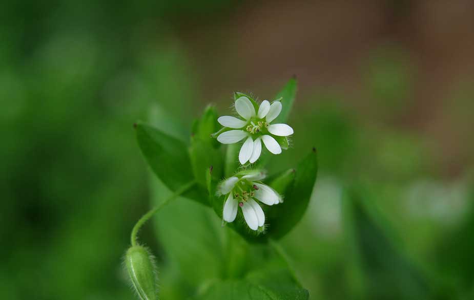 Chickweed flower (Stellaria media)