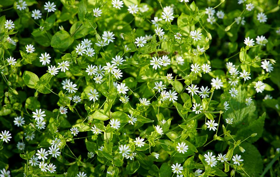 Chickweed foraging patch (Stellaria media)
