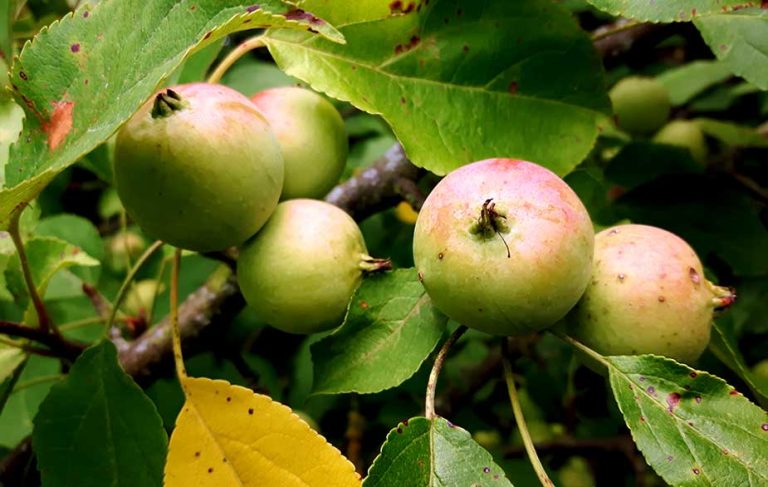 Crabapples growing from tree (Malus sylvestris)