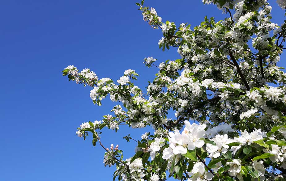 Crabapple in bloom (Malus sylvestris)