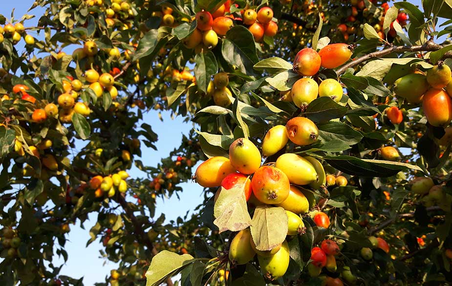 Crabapples hanging from tree (Malus sylvestris)