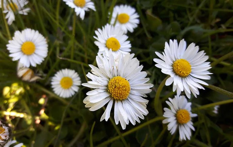 Daisy flowers (Bellis perennis)
