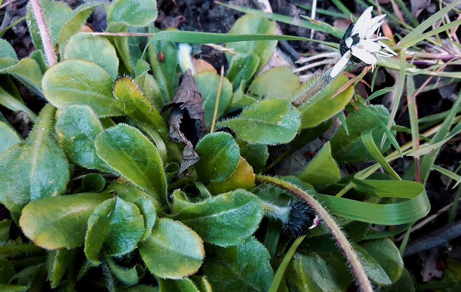 Daisy leaves (Bellis perennis)