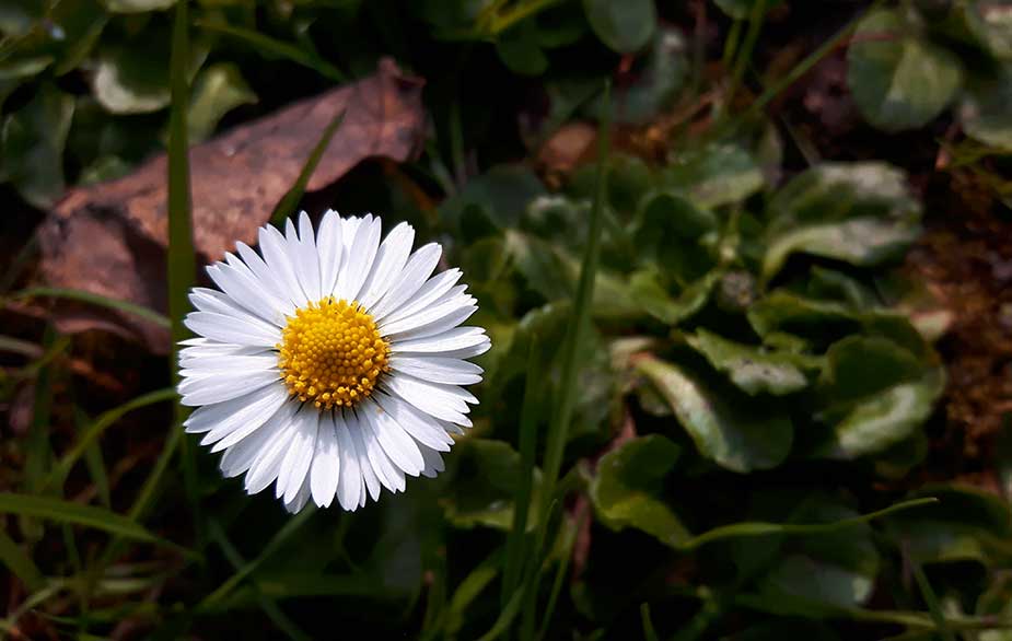Daisy flower (Bellis perennis)