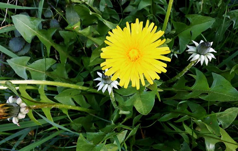 Dandelion flower (Taraxacum officinale)