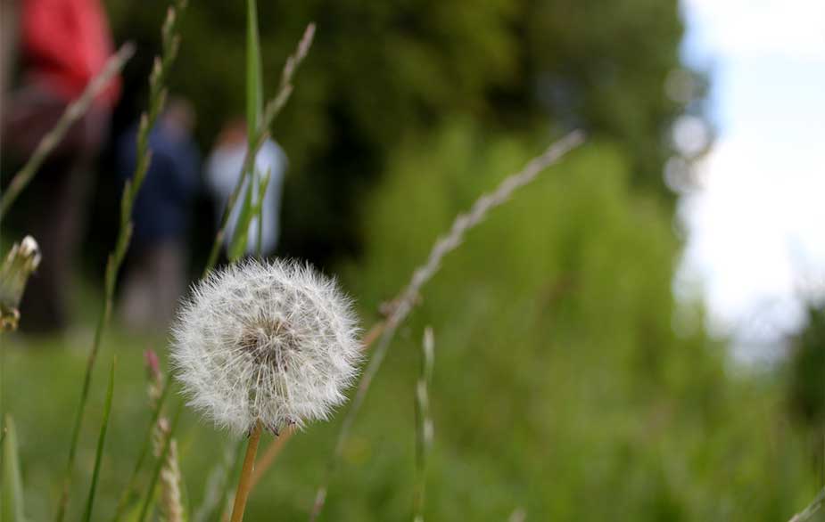 Dandelion clock seeds (Taraxacum officinale)