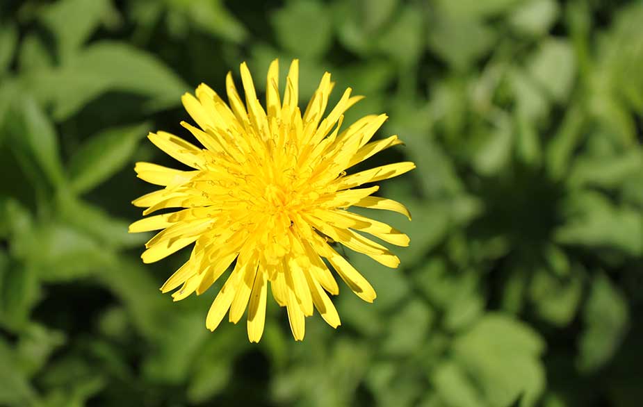 Dandelion flower (Taraxacum officinale)