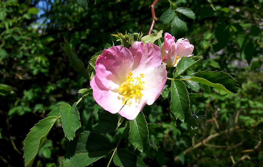Rose in flower (Rosa canina)