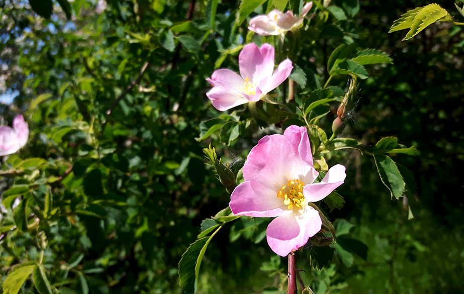 Rose in flower (Rosa canina)