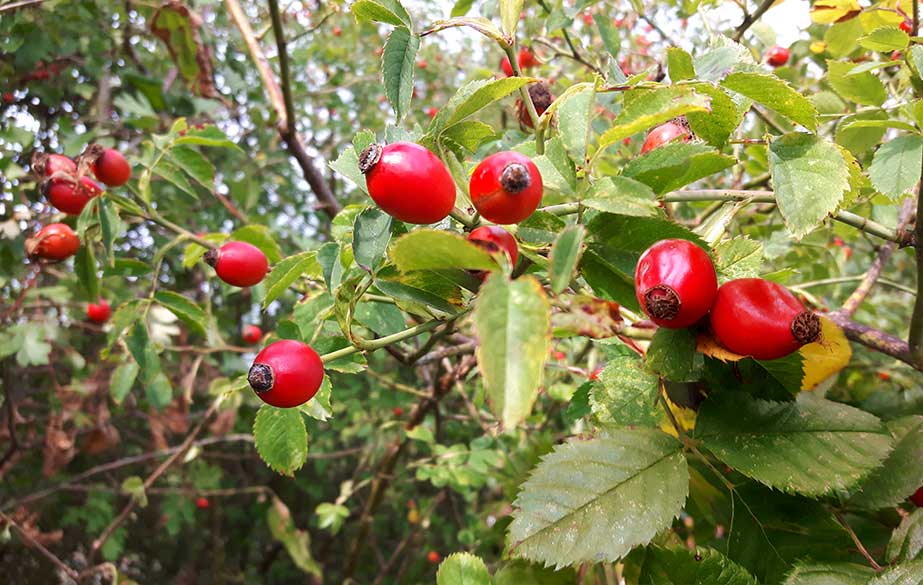 Rosehips in a rose bush (Rosa canina)