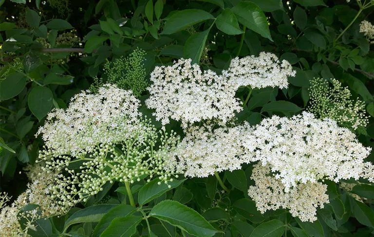 Elderflower in the tree (Sambucus nigra)