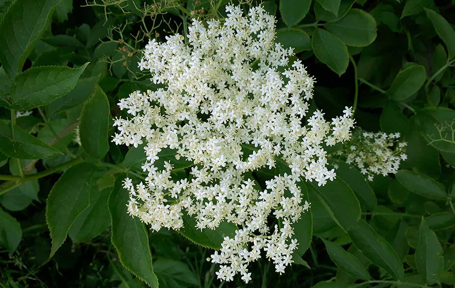 Elderflower in the tree (Sambucus nigra)
