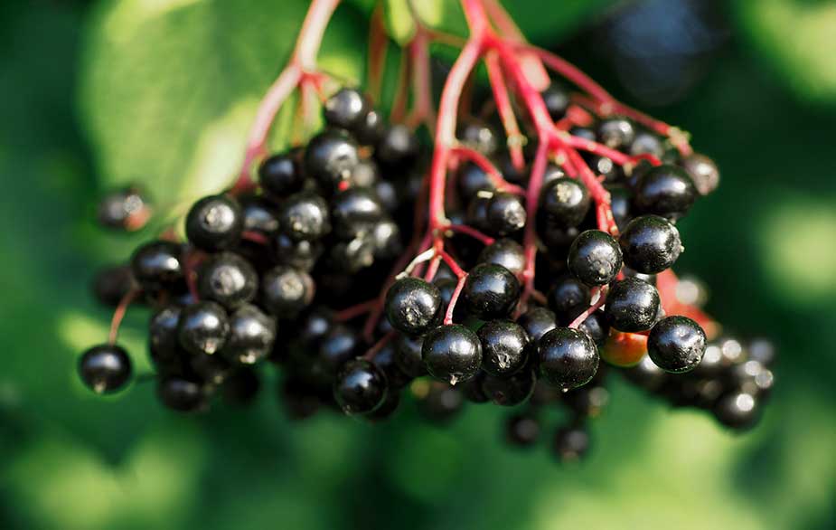 Elderberries hanging from the tree (Sambucus nigra)