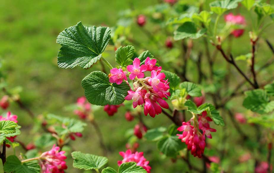 Flowering currant in bloom (Ribes sanguineum)