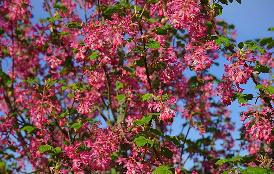 Flowering currant in bloom (Ribes sanguineum)