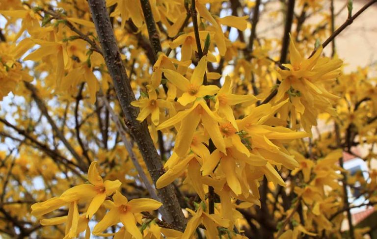 Forsythia flowwers (Forsythia sp)