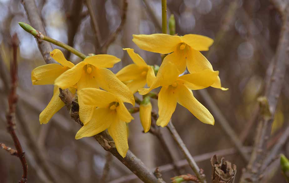 Forsythia flowwers (Forsythia sp)