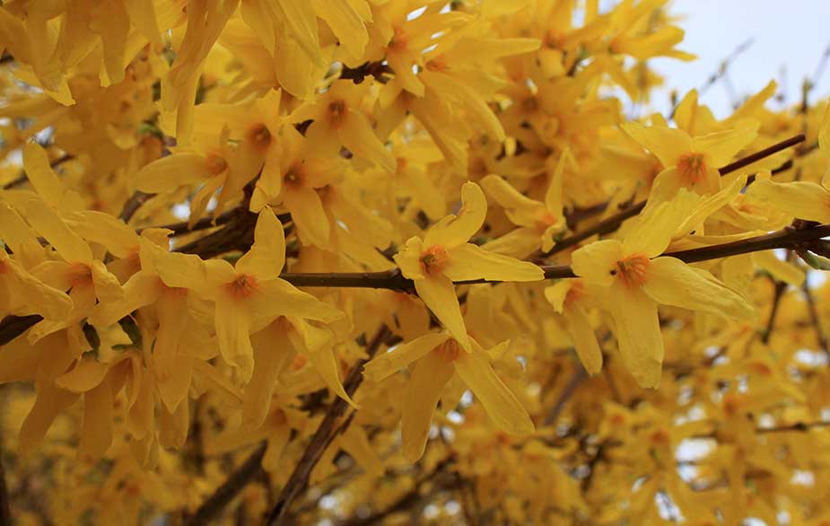 Forsythia flowwers (Forsythia sp)