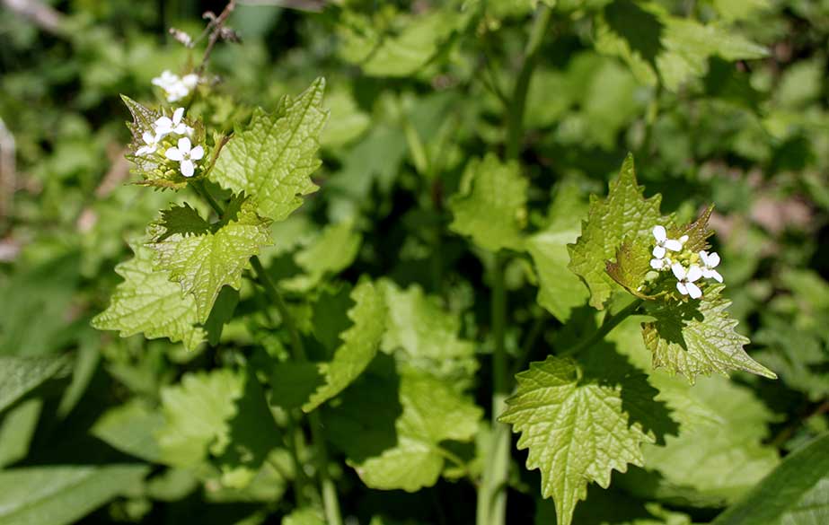 Garlic mustard in flower (Alliaria petiolata)