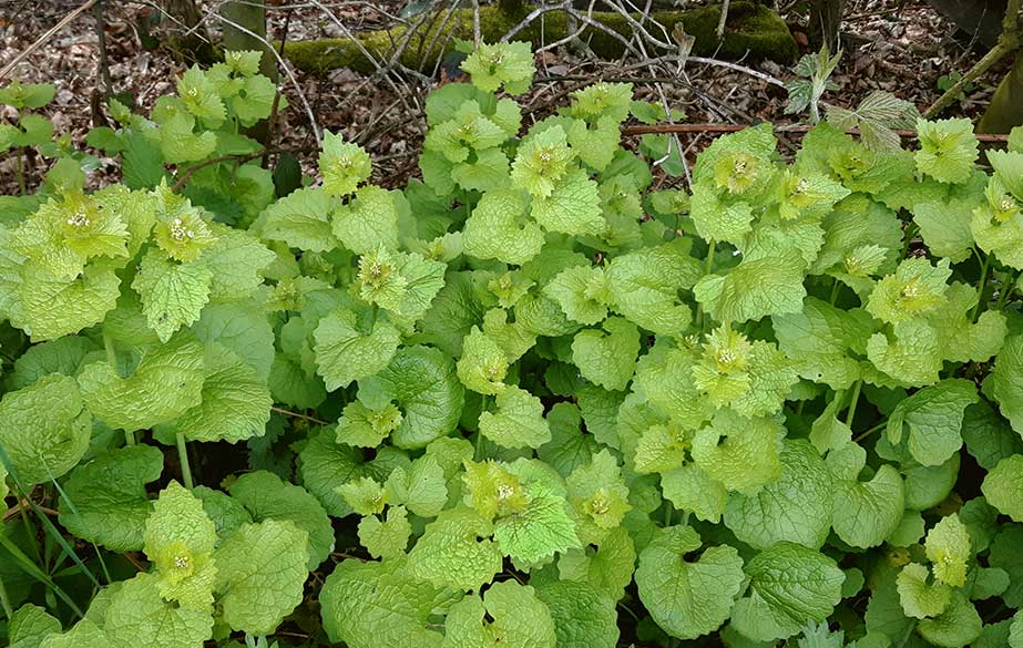 Garlic mustard leaves (Alliaria petiolata)