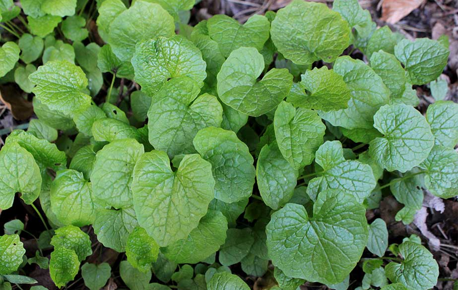 Garlic mustard young leaves (Alliaria petiolata)