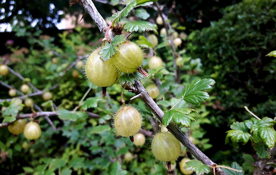Fruiting gooseberry bush (Ribes uva-crispa)