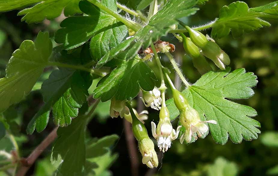 Gooseberry bush in flower (Ribes uva-crispa)