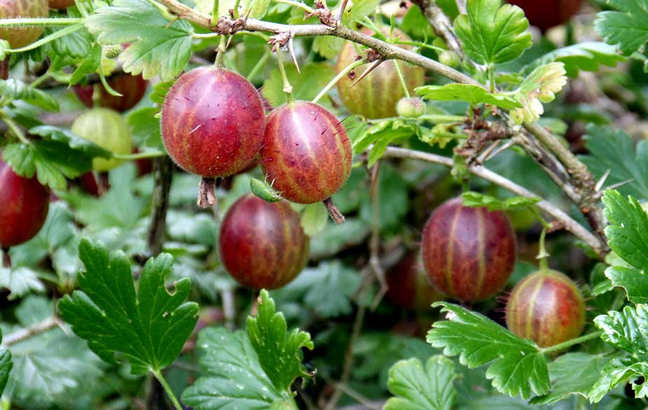 Fruiting gooseberry bush (Ribes uva-crispa)
