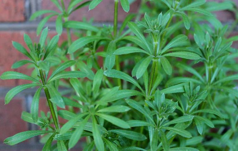 Goosegrass plant (Galium aparine)
