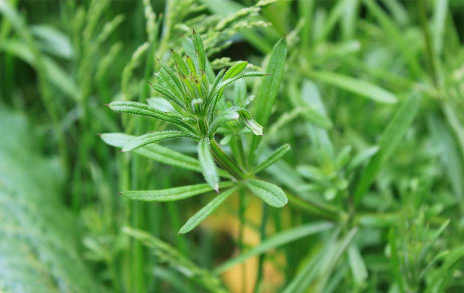 Goosegrass leaves (Galium aparine)