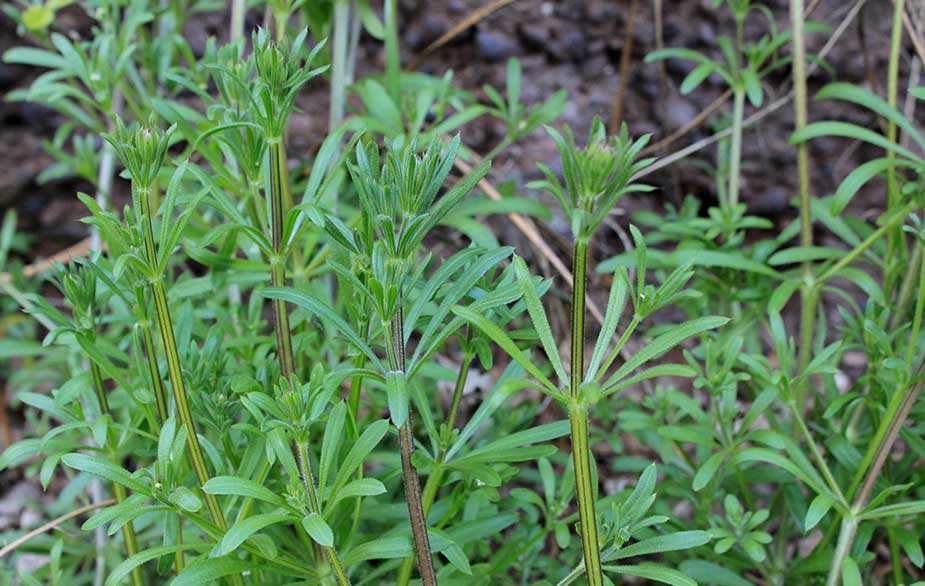 Goosegrass plant (Galium aparine)