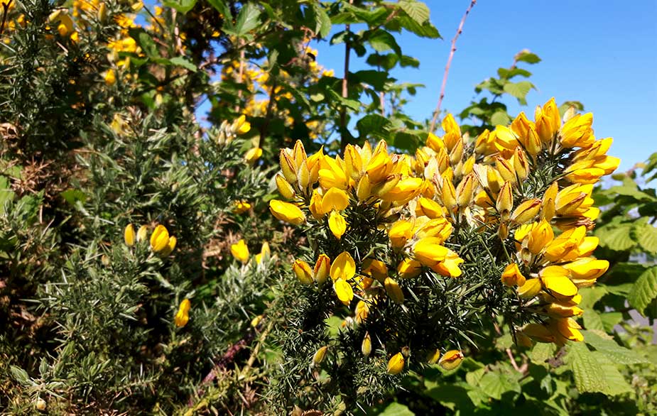 Gorse in bloom (Ulex europaeus)