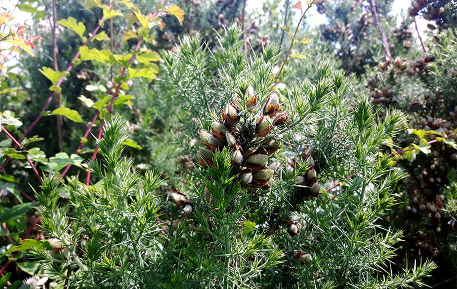 Gorse gone to seed (Ulex europaeus)