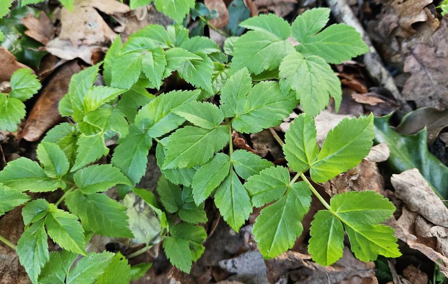 Foraging ground elder leaves