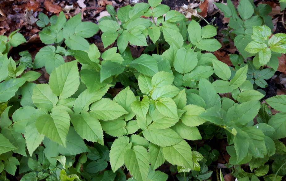 Foraging ground elder leaves
