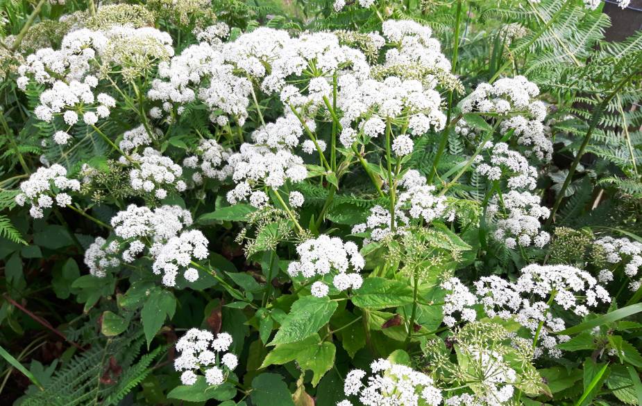 Foraging ground elder flowers