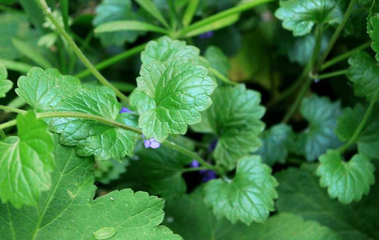 Ground ivy leaves (Glechoma hederacea)